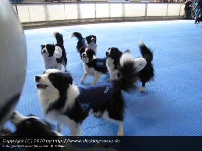 Border Collies of Cleverland