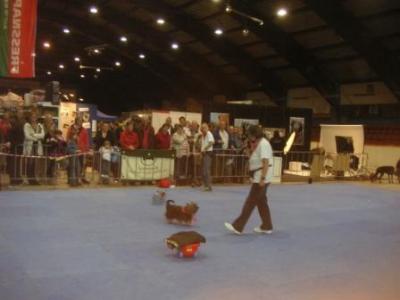 Hundefreunde Rheinbach
