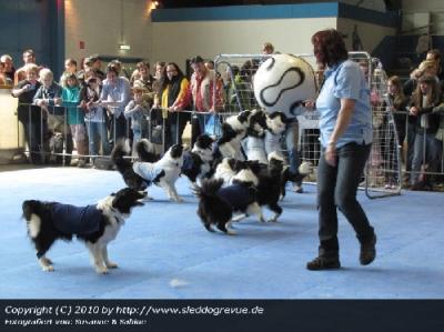 Hundefußball 3