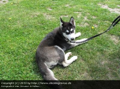 Sleddog