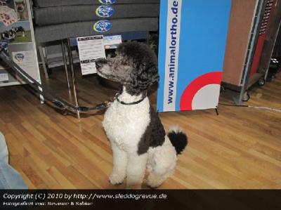 schöner Hund