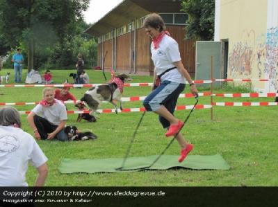 springender Terrier