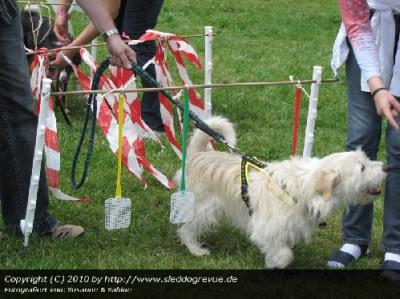 Trickdog