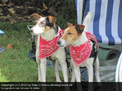 ... sch�ne Terrier