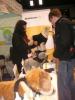 Benecura - Bandagen f�r den Hund