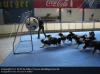 Hundefu�ball