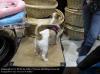 Welches K�rbchen soll ich kaufen