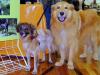tierische G�ste